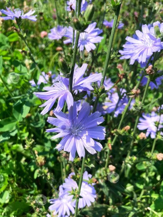 Скачать цветок голубого василька в саду фотосток Ozero