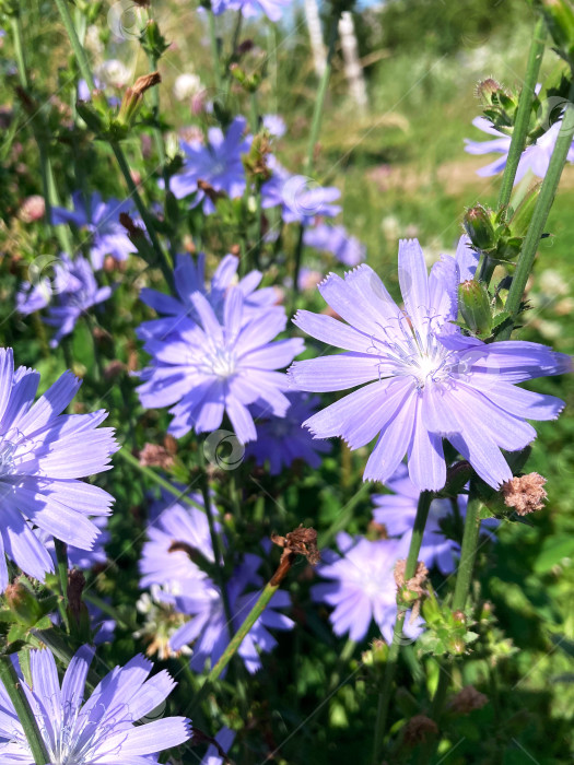 Скачать цветок голубого василька в саду фотосток Ozero