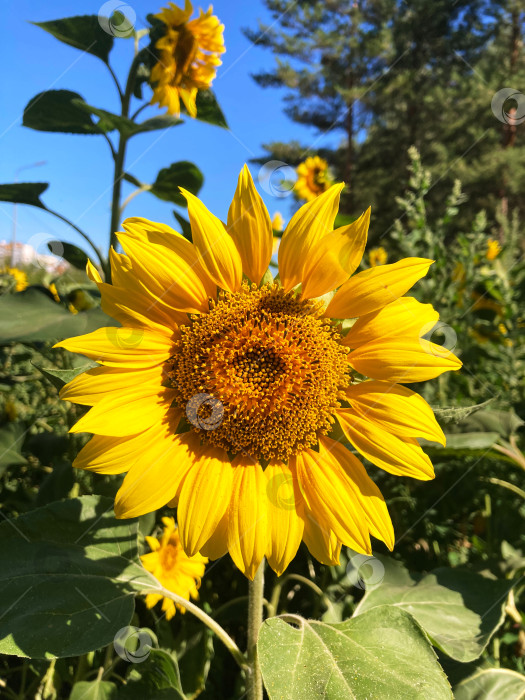 Скачать подсолнух в поле фотосток Ozero