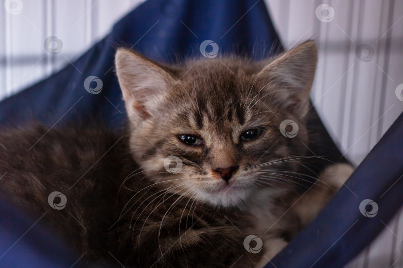 Скачать Милый котенок лежит на голубом одеяльце, с любопытством глядя в камеру фотосток Ozero