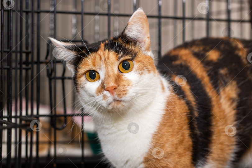 Скачать Ситцевый кот сидит в клетке и смотрит в камеру фотосток Ozero