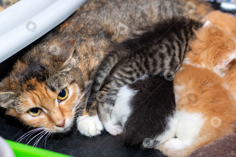 Скачать Пестрая кошка нянчит своих очаровательных котят в ящике для мусора фотосток Ozero