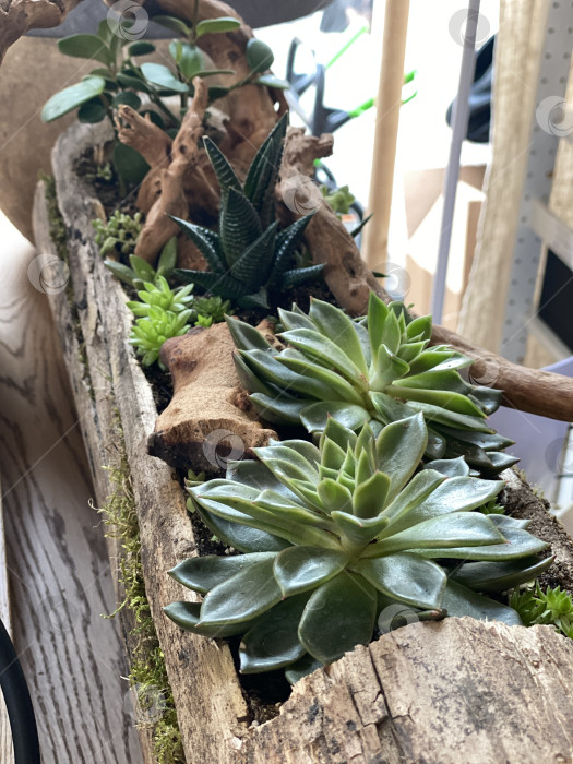 Скачать Композиция из суккулентов в деревенском деревянном кашпо, выставленная на деревянной поверхности в помещении фотосток Ozero