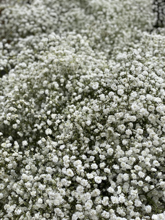 Скачать Белые цветы babys breath создают нежный и текстурированный фон для различных целей фотосток Ozero