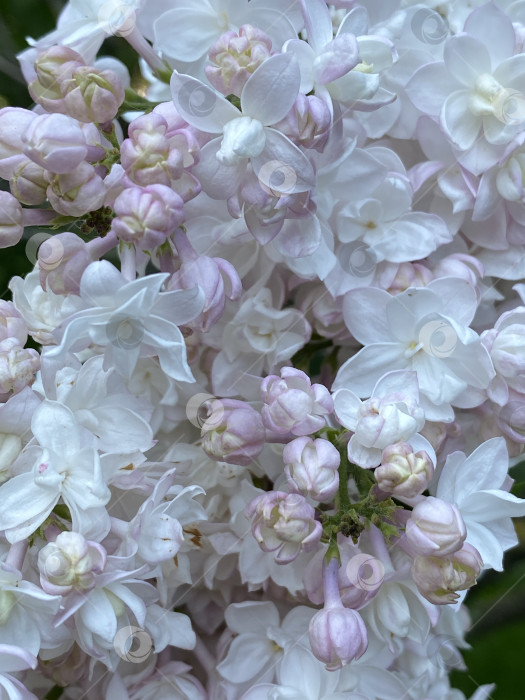 Скачать Сиреневые цветы в полном цвету с нежными розовыми и белыми лепестками, на фоне крупным планом фотосток Ozero