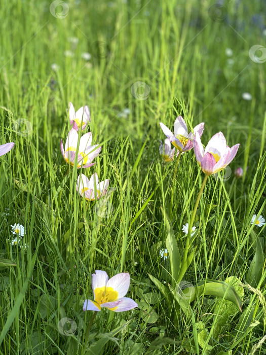 Скачать Розовые полевые цветы на пышном зеленом лугу под солнечным светом, подходящие в качестве природного или весеннего фона фотосток Ozero