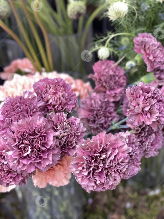 Скачать Ярко цветут розовые гвоздики, создавая пышный цветочный фон в саду фотосток Ozero