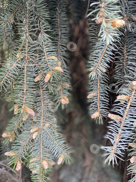 Скачать Сосновые ветки с маленькими шишками создают естественный фон для праздничной тематики фотосток Ozero