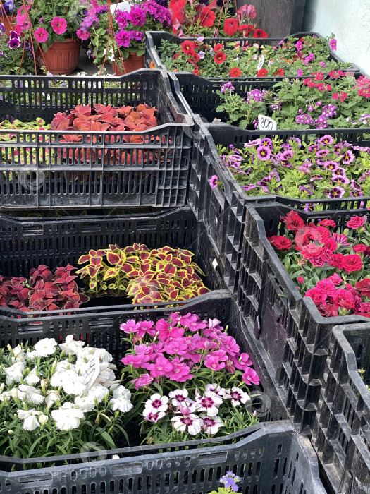 Скачать Красочные лотки с разнообразными цветами для продажи на уличном рынке, идеально подходящие для весеннего или летнего фона фотосток Ozero