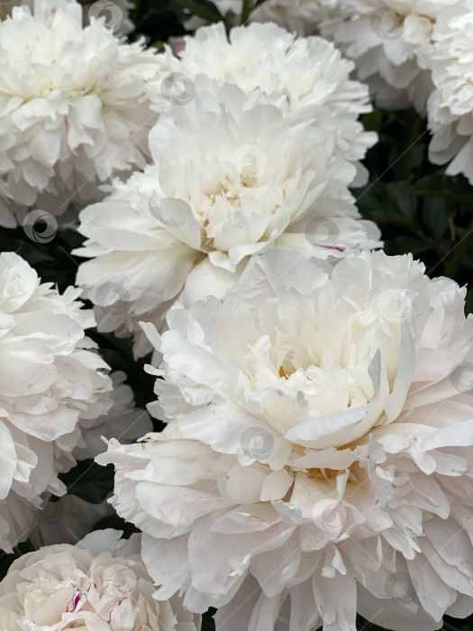 Скачать Белые пионы в полном цвету создают мягкий цветочный фон с пышными лепестками и зелеными листьями фотосток Ozero