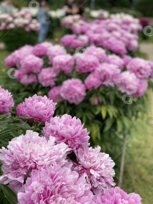 Скачать Розовые пионы, цветущие в саду на фоне ярко-зеленой листвы фотосток Ozero