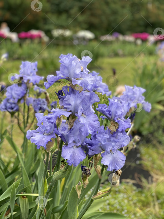 Скачать Фиолетовые ирисы, цветущие в саду с зелеными листьями, подходят для цветочного фона фотосток Ozero
