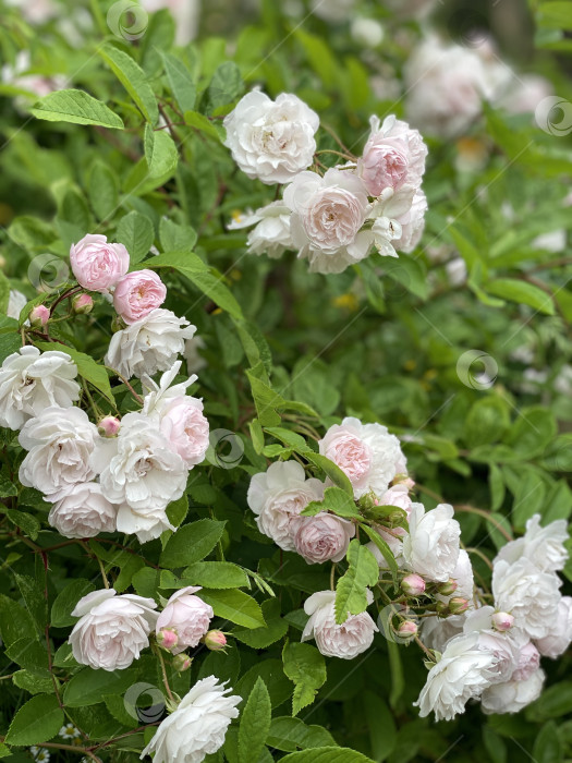 Скачать Розовые и белые розы, цветущие на пышном зеленом кусте в саду фотосток Ozero