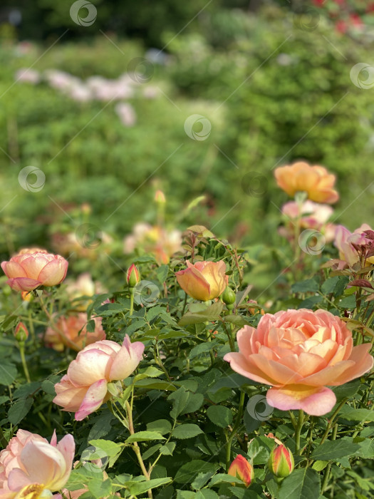 Скачать Оранжевые розы, цветущие в пышном зеленом саду в солнечный день, идеально подходят для фона природы фотосток Ozero