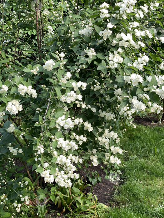 Скачать Белые цветы жасмина в полном цвету с пышными зелеными листьями идеально подходят для естественного фона фотосток Ozero