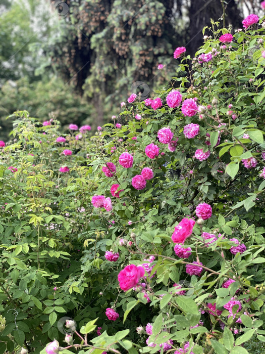 Скачать Розовые розы, цветущие в пышном саду, окруженном зеленой листвой, создают яркий природный фон фотосток Ozero