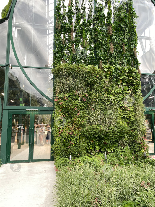 Скачать Вертикальная зеленая стена на открытом воздухе с пышными растениями, растущими на фоне фасада здания фотосток Ozero