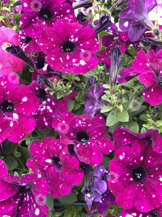 Скачать Фиолетовые петунии с белыми крапинками и зелеными листьями, которые можно использовать в качестве яркого цветочного фона фотосток Ozero