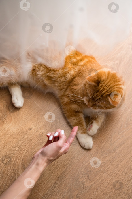 Скачать Рыжий кот и женская рука фотосток Ozero