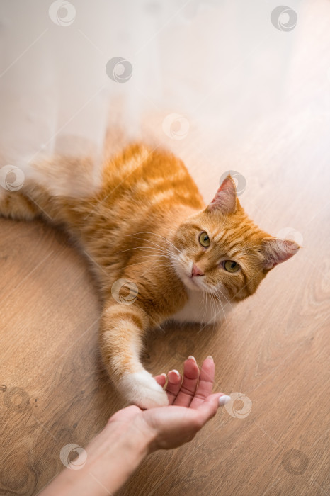 Скачать Рыжий кот и женская рука фотосток Ozero