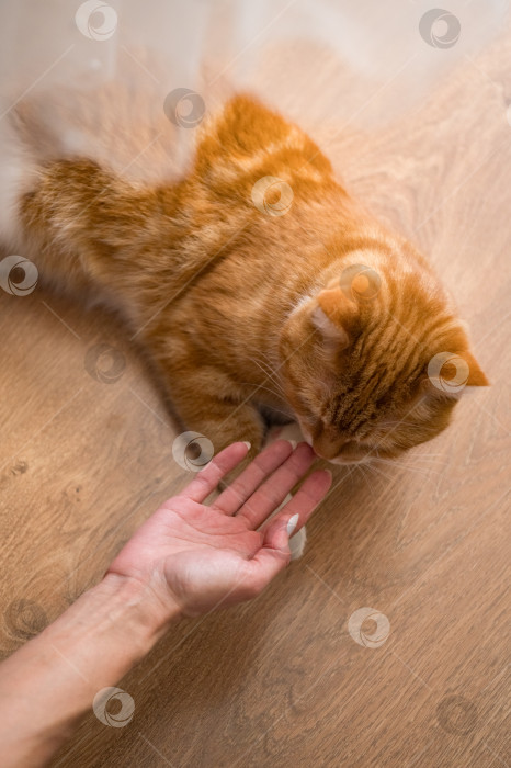 Скачать Рыжий кот и женская рука фотосток Ozero