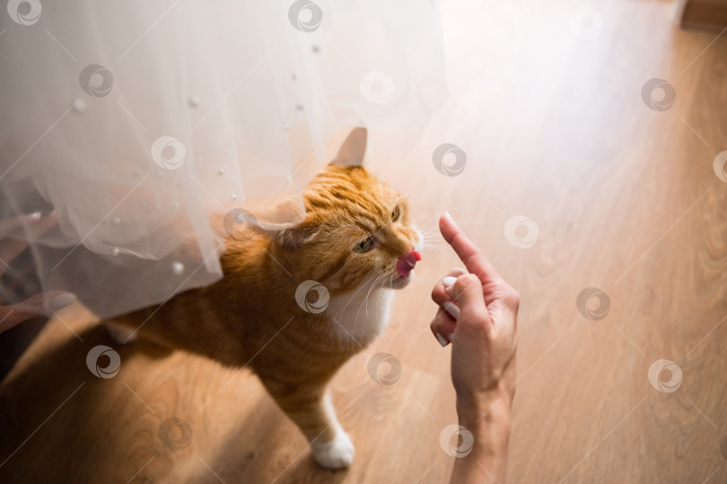 Скачать Рыжий кот и женская рука фотосток Ozero