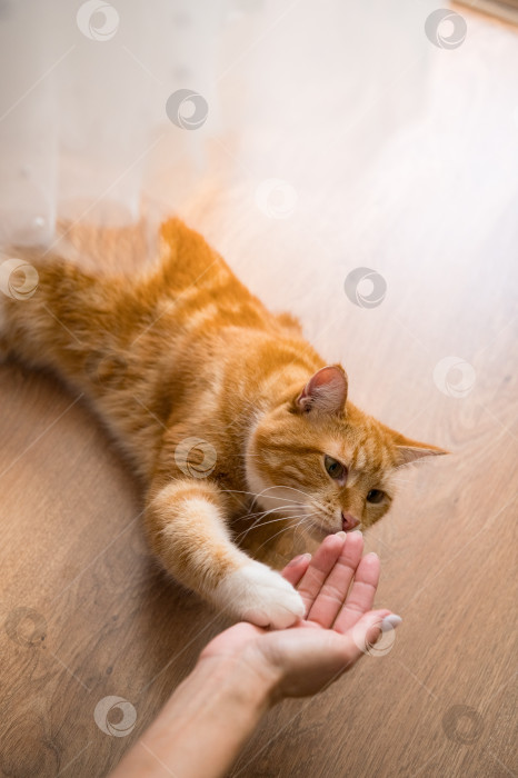 Скачать Рыжий кот и женская рука фотосток Ozero