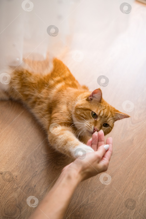 Скачать Рыжий кот и женская рука фотосток Ozero