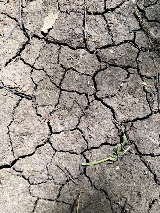 Скачать текстура сухой потрескавшейся земли фотосток Ozero