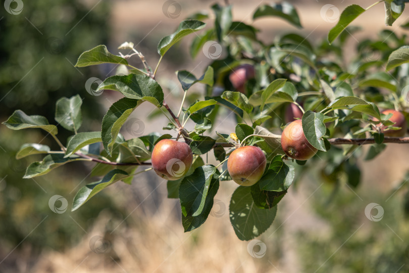 Скачать Пышная ветка яблони, украшенная спелыми красными яблоками, окруженная пышной зеленой листвой, в естественной обстановке на открытом воздухе фотосток Ozero