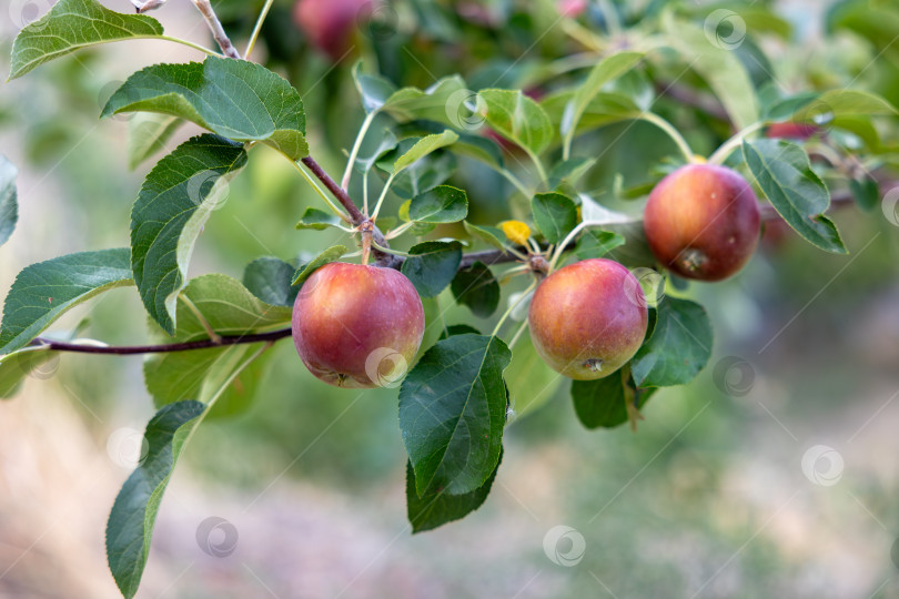 Скачать Взгляните поближе на созревающие яблоки на ветке дерева, окруженные пышной зеленой листвой, и вы поймете всю суть Щедрости природы в этом сезонном урожае фотосток Ozero
