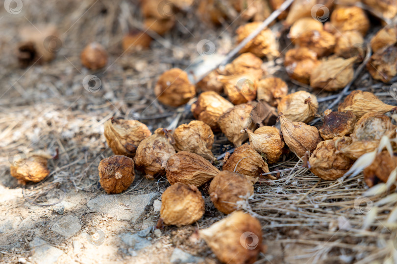Скачать Высохшие и опавшие семенные коробочки рассыпаются по земле, образуя натуральный ковер с органической текстурой и землистыми цветами фотосток Ozero