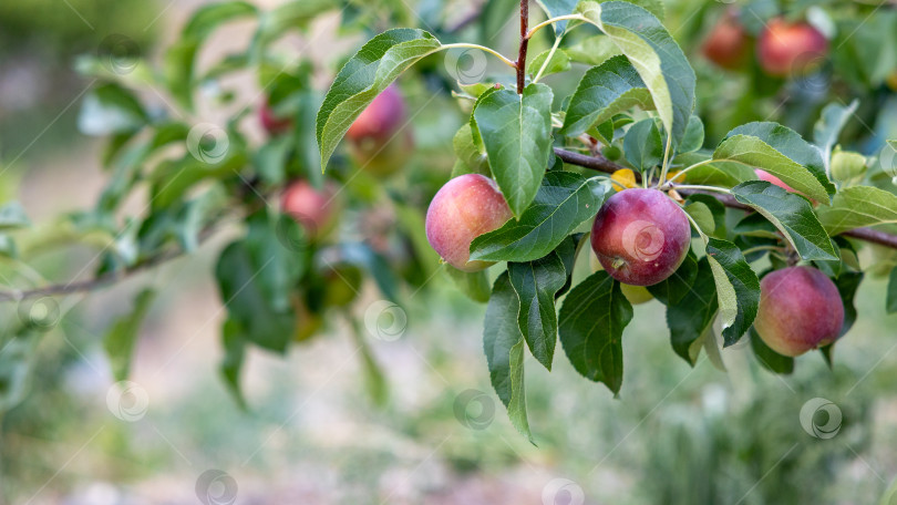 Скачать Созревающие яблоки на ветке, окруженные пышной зеленой листвой, запечатлевают Щедрость природы и красоту осеннего урожая фотосток Ozero
