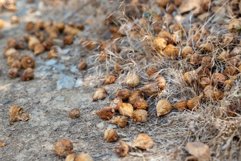 Скачать Крупный план высушенных ботанических стручков на земле, окруженных сухой травой и почвой, в естественной обстановке на открытом воздухе. фотосток Ozero