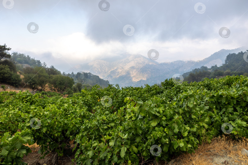 Скачать Исследуйте пышный зеленый ландшафт виноградников, окруженный Величественными горами, Под Туманным небом фотосток Ozero