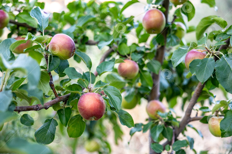 Скачать Пышный яблоневый сад, Демонстрирующий обильный урожай красных и зеленых яблок Среди ярко-зеленых листьев Под Ясным голубым небом фотосток Ozero