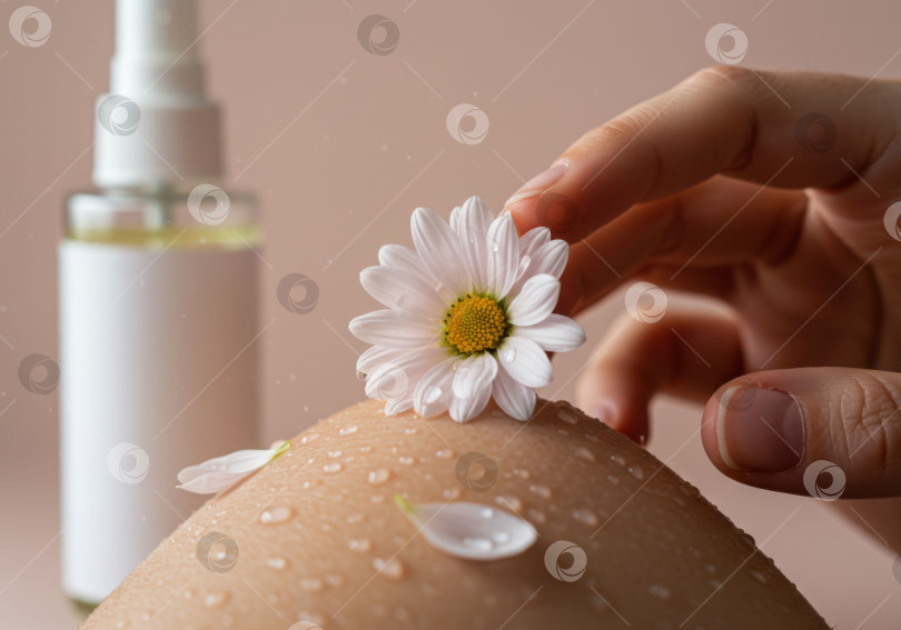 Скачать Женщина прикасается к коже цветком. Ромашка на теле с каплями воды. Макет концепции косметического средства по уходу за кожей. Макет флакона. фотосток Ozero