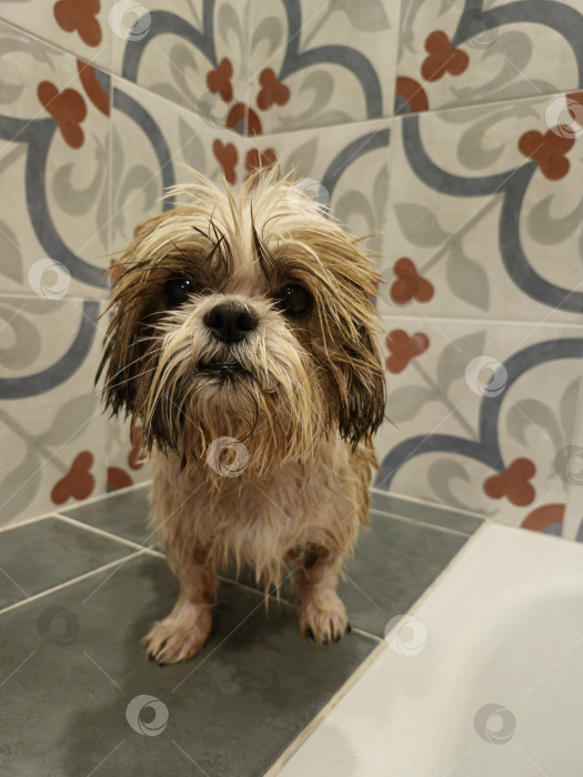 Скачать собака ши тцу фотосток Ozero