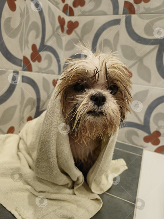 Скачать собака ши тцу в полотенце фотосток Ozero
