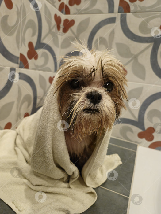 Скачать собака ши-тцу в полотенце фотосток Ozero