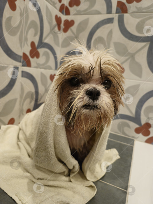 Скачать собака ши тцу в полотенце фотосток Ozero
