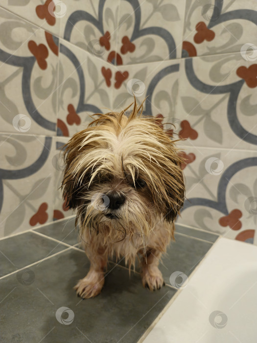 Скачать собака породы ши-тцу фотосток Ozero