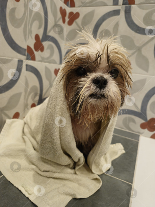 Скачать собака ши-тцу в полотенце фотосток Ozero