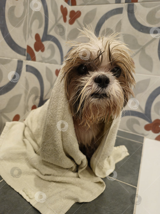 Скачать собака ши тцу в полотенце фотосток Ozero