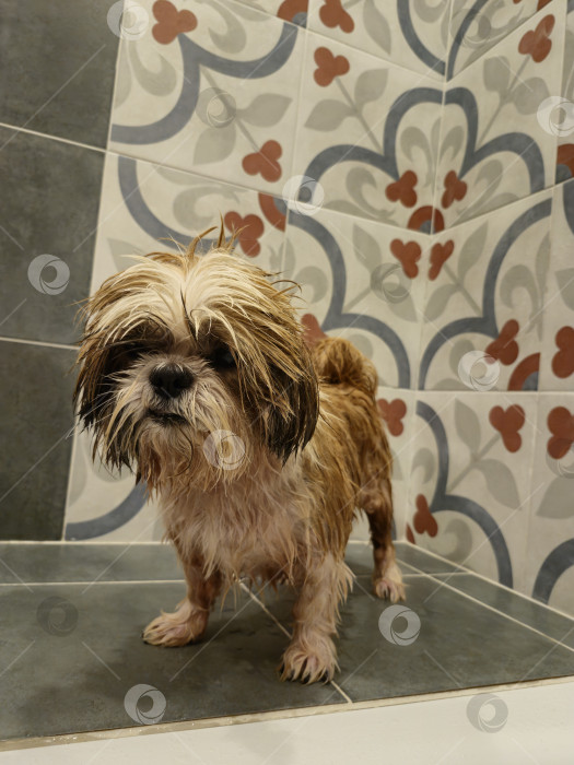 Скачать собака ши тцу фотосток Ozero