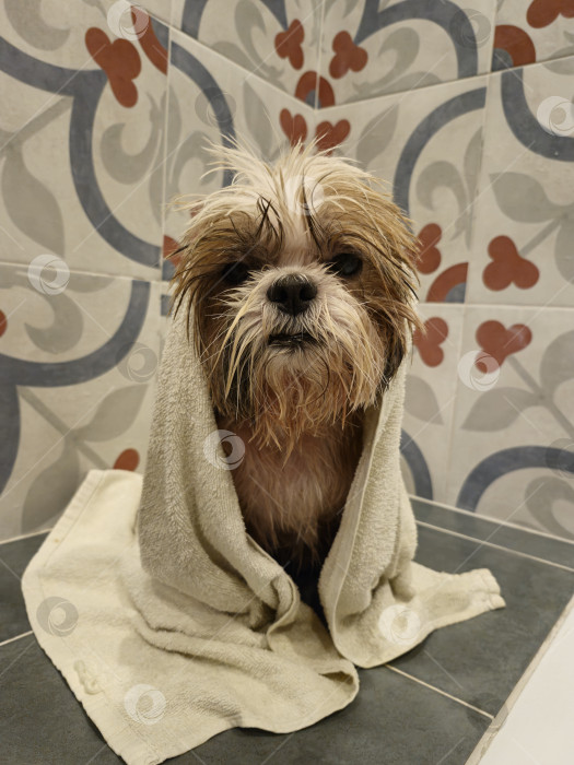 Скачать собака ши тцу в полотенце фотосток Ozero