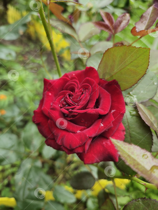 Скачать красный цветок розы фотосток Ozero