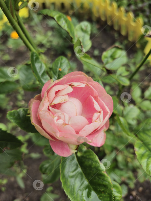 Скачать розовый цветок розы фотосток Ozero