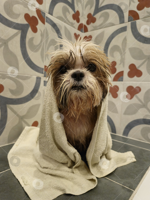 Скачать собака ши-тцу в полотенце фотосток Ozero