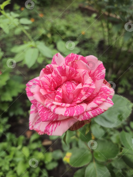 Скачать розовый цветок розы фотосток Ozero